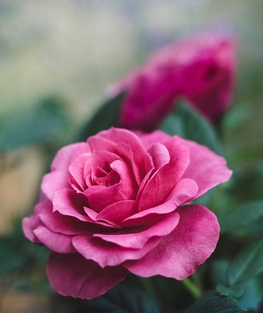 Vous voulez un jardin sur mesure ? Faites appel à un expert